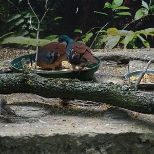 Bartlett's bleeding-heart pigeons (Gallicolumba criniger) feeding
