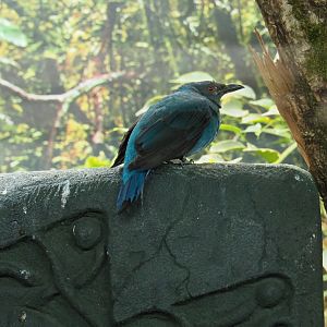 Female Asian fairy-bluebird (Irena puella)