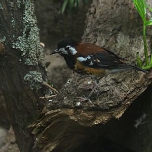 Chestnut-backed thrush (Geokichla dohertyi)