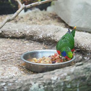 Red-flanked lorikeet (Charmoyna placentis)