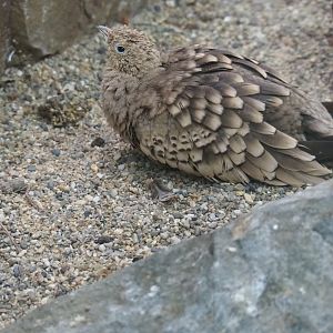Chestnut-bellied sandgrouse (Pterocles exustus)