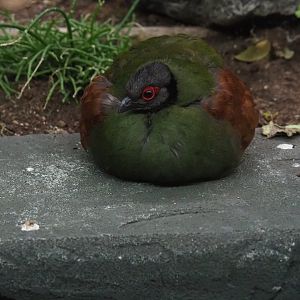 Female Crested wood partridge (Rollulus rouloul)