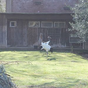 Red-crowned cranes - and Grey heron