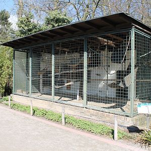 Siamang-cage