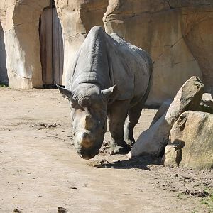 Black rhinoceros