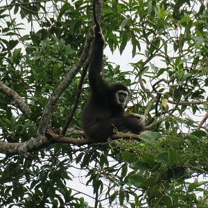 white-handed gibbon