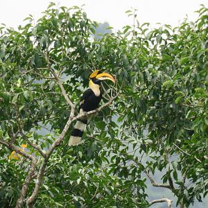 great hornbill