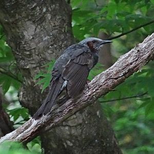 Brown-eared bulbul.