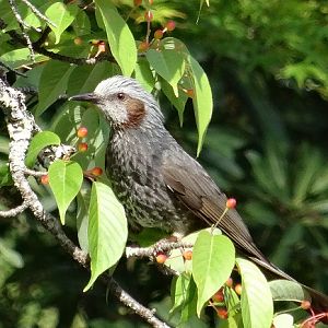 Brown-eared bulbul.
