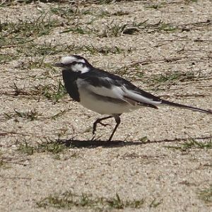 Japanese wagtail.
