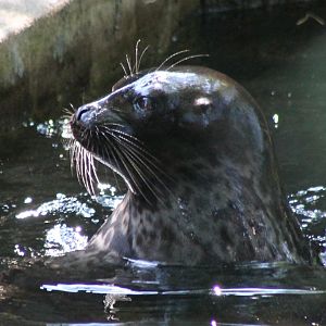 Ringed seal