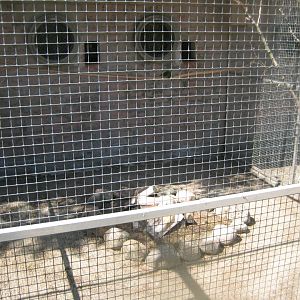 Frydenlund Fuglepark - Parrot aviary #16