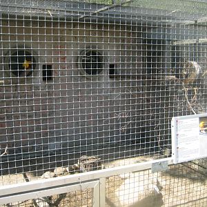 Frydenlund Fuglepark - Parrot aviary #17