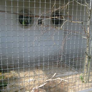 Frydenlund Fuglepark - Parrot aviary #19