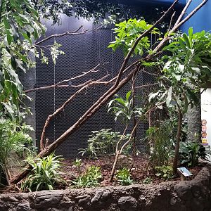 Aug. 2018 - Wings of the World - Asian Fairy Bluebird Exhibit