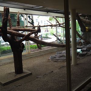 Indoor aviary Mexican military macaws