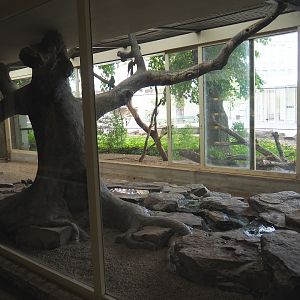 Indoor aviary Mexican military macaws