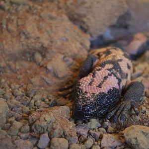 Banded Gila Monster