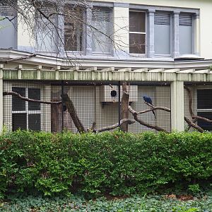 Aviary hyacinthine macaws