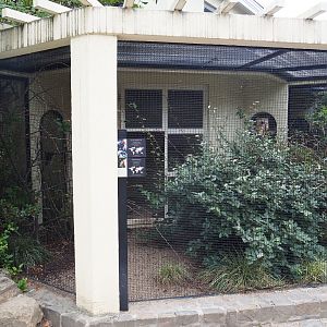 Aviary Von der Decken's hornbill and Brahminy starling