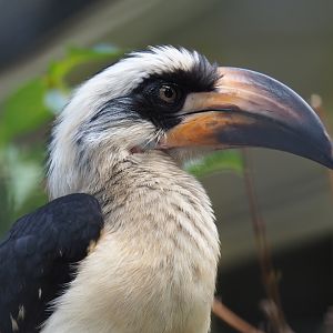 Juvenile male Von der Decken's hornbill (Tockus deckeni)