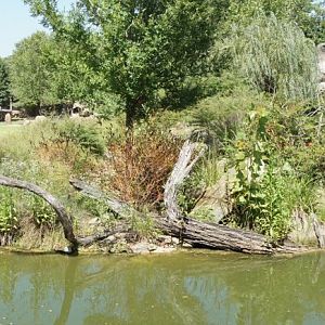 Aug. 2018 - Africa - Barrier Between the Plains & the Lion Exhibit