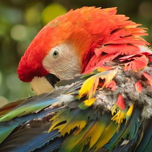 Aug. 2018 - Wings of the World - Scarlet Macaw