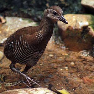 Aug. 2018 - Wings of the World - Guam Rail Chick