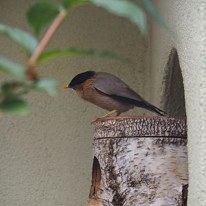 Brahminy starling (Sturnus pagodarum)