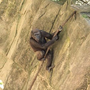 Aug. 2018 - Gorilla World - Mondika Going Down the Moat