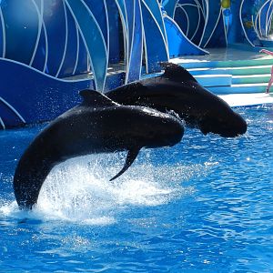 Short-finned Pilot Whales.