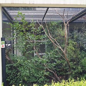 Aviary Blue-crowned laughingthrush (Garrulax courtoisi)
