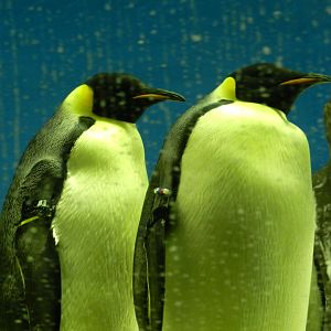 Emperor Penguins