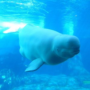 Beluga Whale