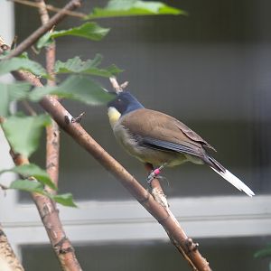 Blue-crowned laughingthrush (Garrulax courtoisi)