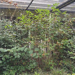 Aviary Blue-faced honeyeater (Entomyzon cyanotis)