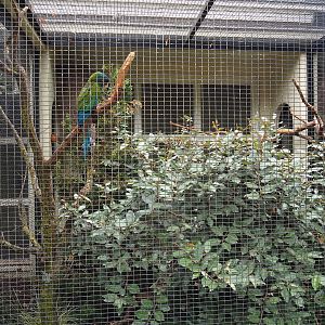 Aviary blue-faced macaw and red-cowled cardinal