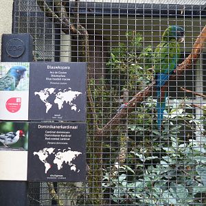 Blue-faced macaw (Primolius couloni) and signage