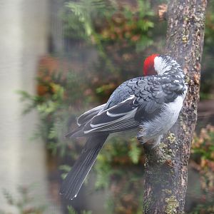 Red-cowled cardinal (Paroaria dominicana)