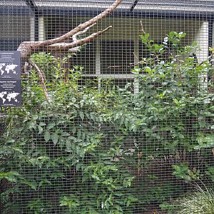 Aviary Ecuadorian red-lored amazon and red-billed Leiothrix