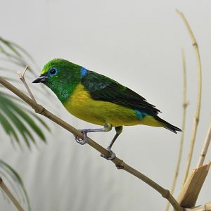 Blue-naped Chlorophonia