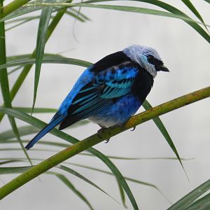 Masked Tanager