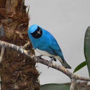 Swallow Tanager