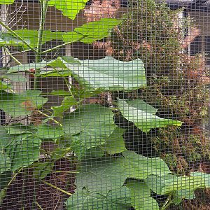 Aviary Northern cardinal (Cardinalis cardinalis)