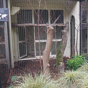Aviary Tawny frogmouth (Podargus strigoides)