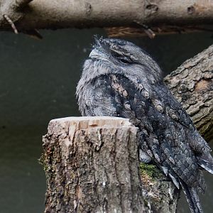 Tawny frogmouth (Podargus strigoides)