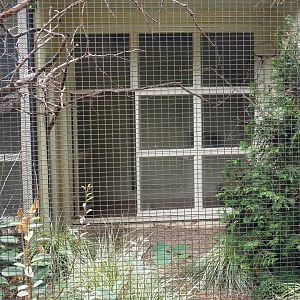 Aviary Swift parrot & California quail