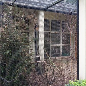 Aviary passerine birds & pheasant