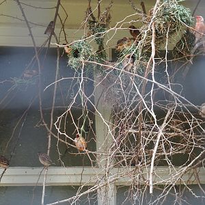 Red-billed queleas (Quelea quelea) nesting