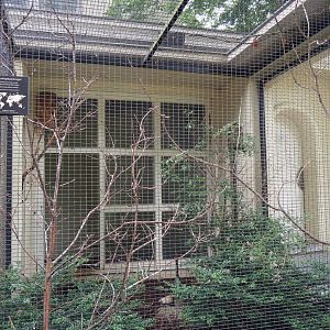 Aviary Red-and-yellow barbet (Trachyphonus erythrocephalus)